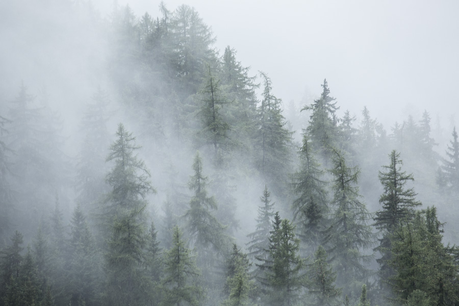 brume forestière