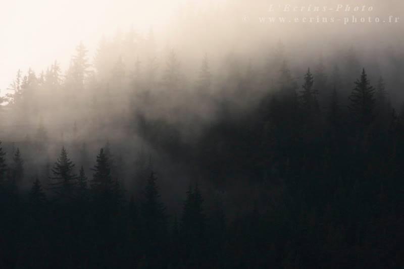 Brume sur les forêts de l'Oisans