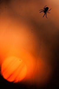 Photo : L'Araignée Crépusculaire