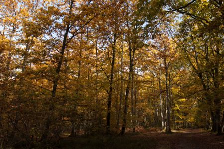 Page : Des bois est des arbres