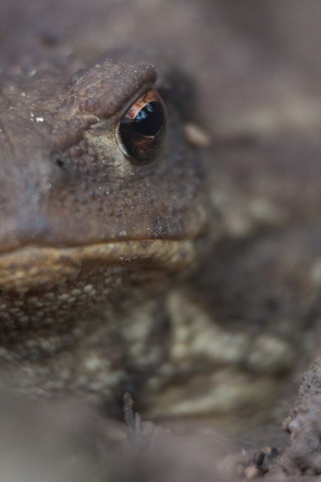 Crapaud Commun