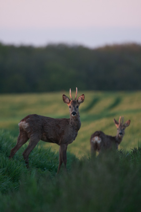 Duo de Brocard