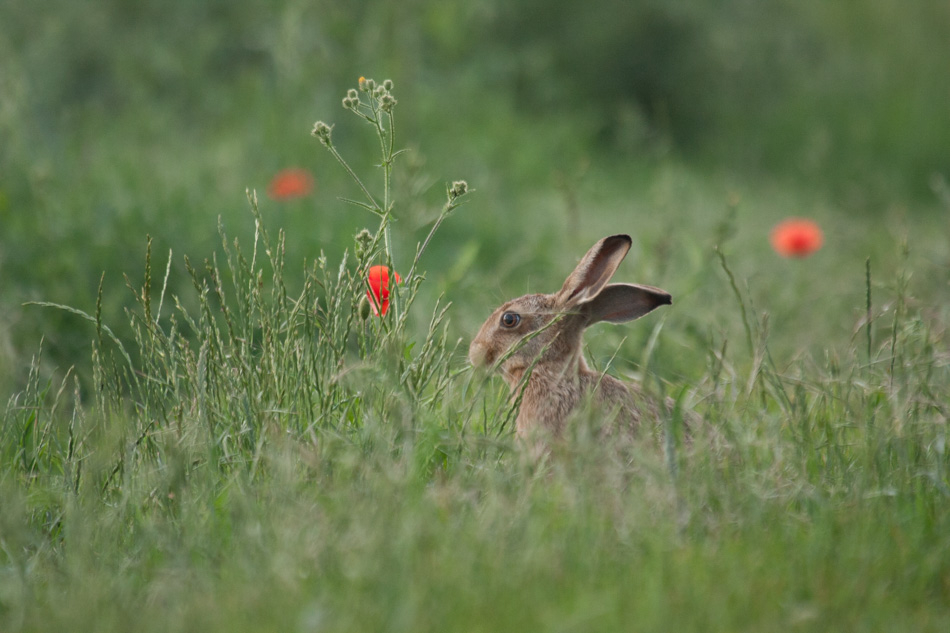 Le liÃ¨vre et les coquelicots