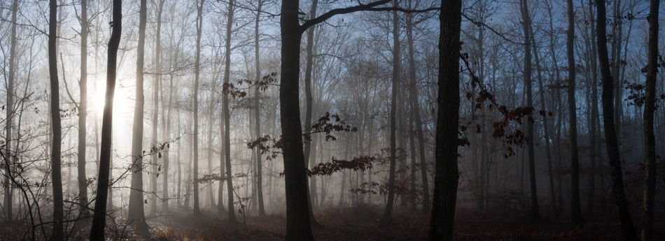 Foret lÃ©gendaire