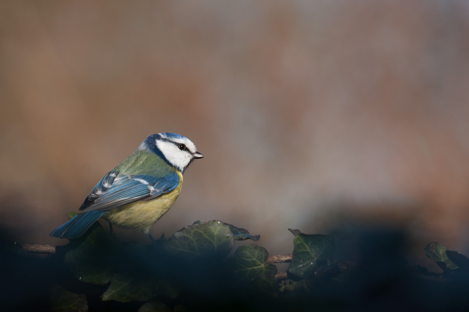 MÃ©sange bleue