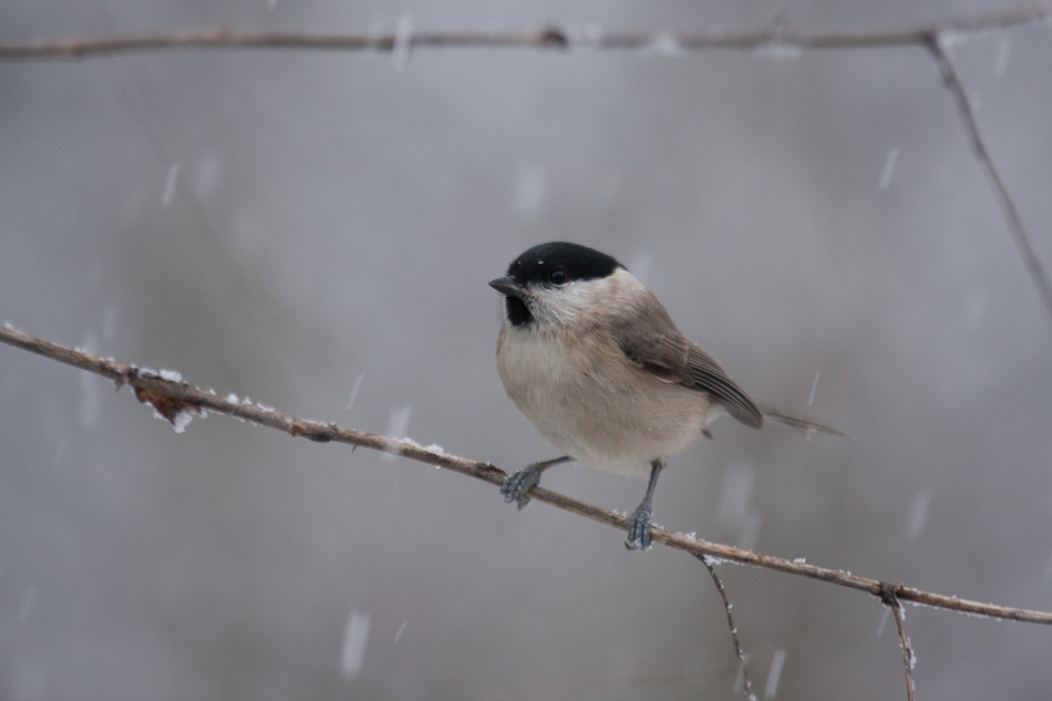 MÃ©sange nonnette