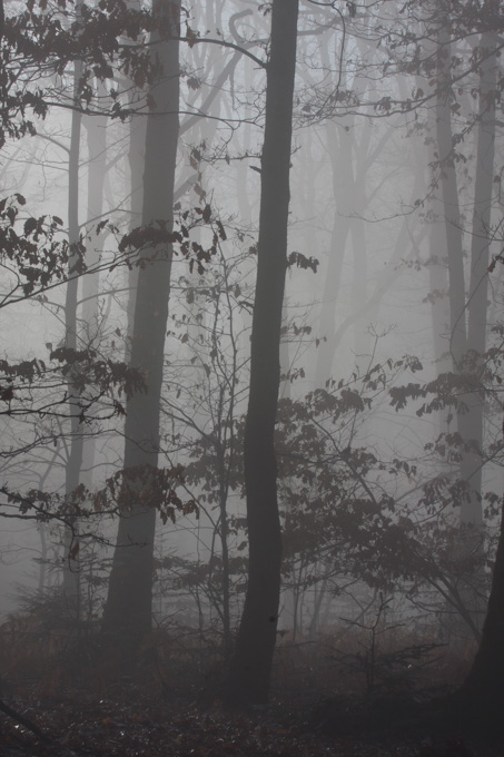 MystÃ¨rieuse forÃªt