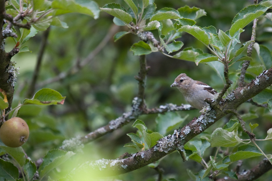 Pinson des arbres