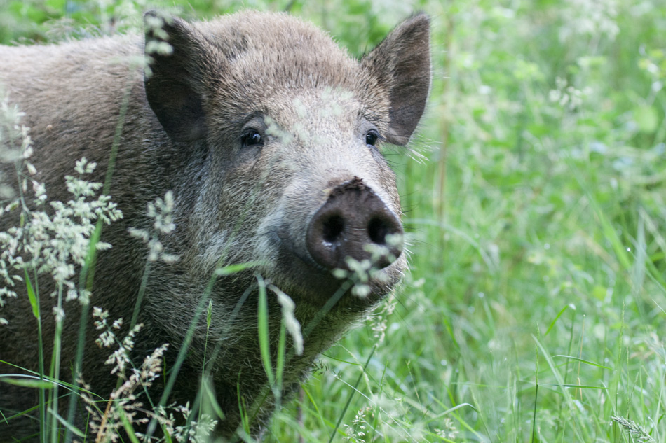 Sanglier