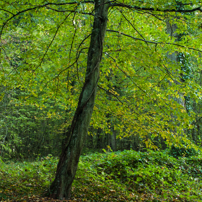 Tendre Verdure