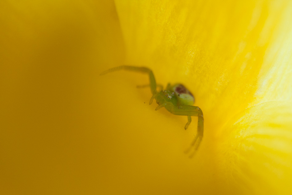Un crabe dans une tulipe...