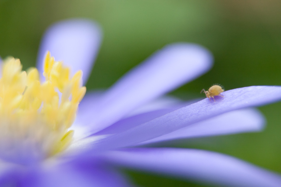 Minuscule collembole