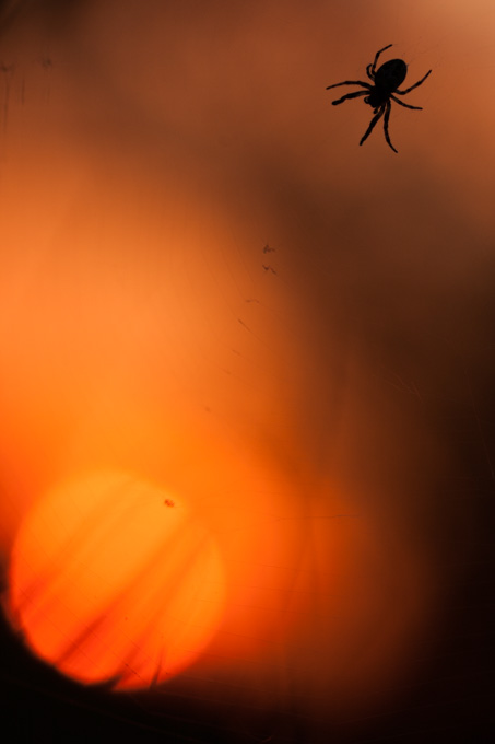 L'AraignÃ©e CrÃ©pusculaire
