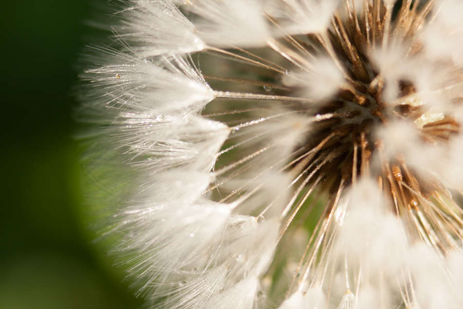 Diamant florale