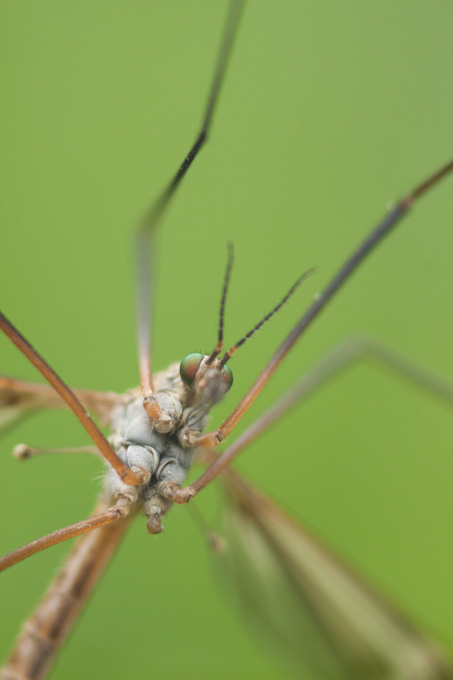 Tipule