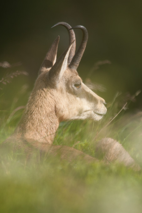 Chamois allongÃ©