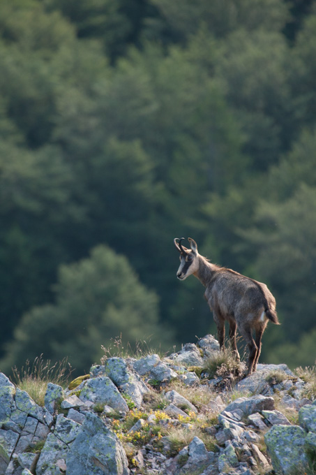 Chamois sur un Ã©peron rocheux